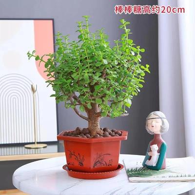 耐旱金枝玉叶春季四季常青室内外