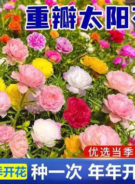 Double-petaled sunflower seeds, blooming in all four seasons