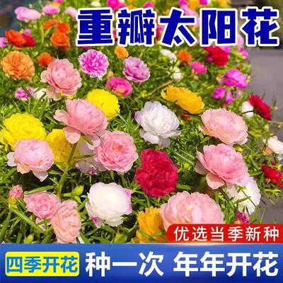 Double-petaled sunflower seeds, blooming in all four seasons