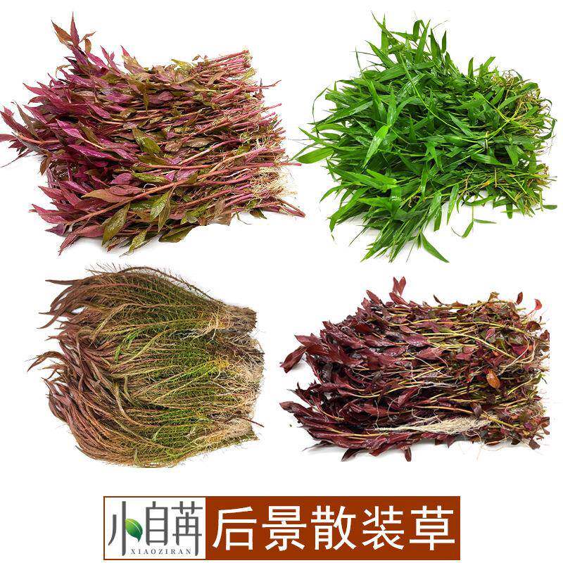 水草血心兰大红梅红松尾后景草生态鱼缸造景鱼缸水草活体草缸
