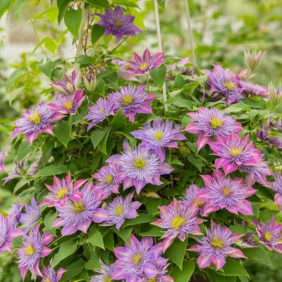 天狼铁线 线莲2.5升合集乌托 托邦倒影盆栽苗庭院花园攀援爬藤植