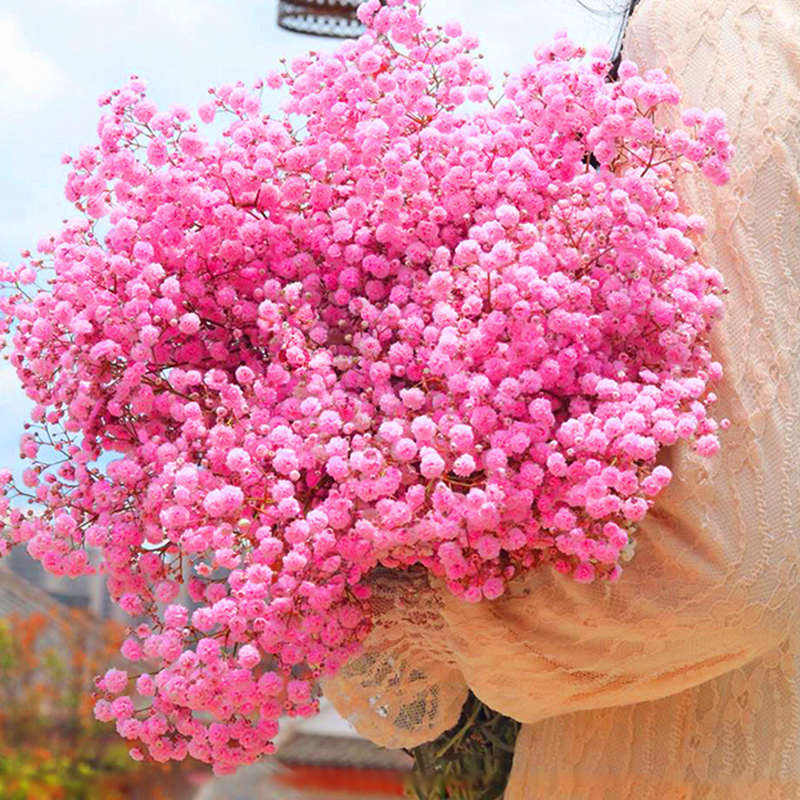 云南超大束满天星干花鲜花花束出口级情人节送女朋友闺蜜生日礼物