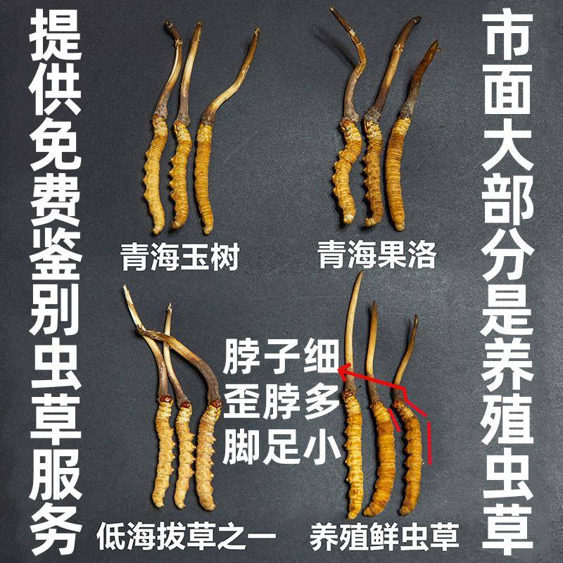 保证野生现挖新鲜虫草 西藏那曲冬虫夏草 青海玉树源头发货无断草