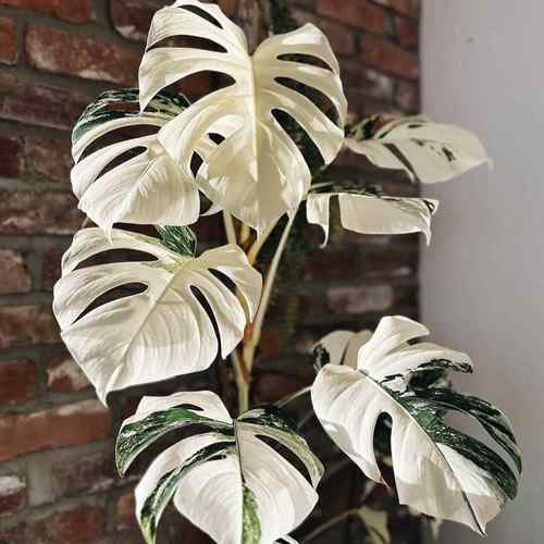 白龟龟背竹白锦ins植物基地巴西直发网红盆栽室内客厅绿植锦化花