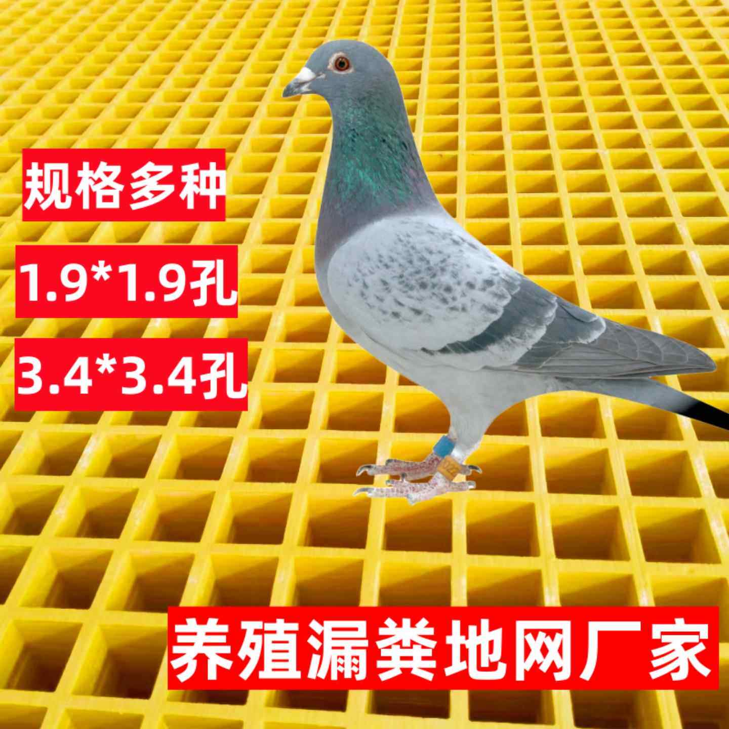 鸽舍地网养殖鸽子漏粪板鸽笼专用底网公棚地网玻璃钢格栅养殖平台