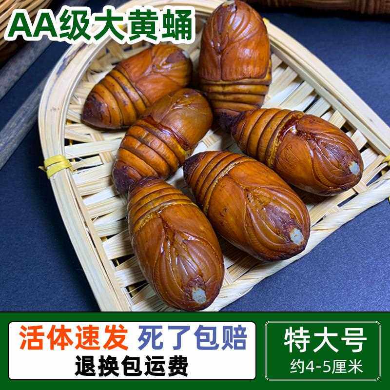 东北柞蚕蛹新鲜活蚕蛹大黄蚕蛹A级大茧蛹蝉蛹500g包邮活蚕蛹烧烤