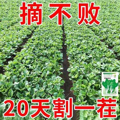 索美早熟白菜苔种子割完又长