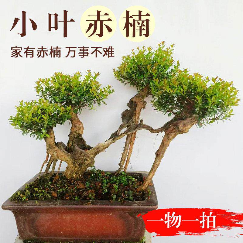 小叶赤楠盆景植物室内四季常青好养活办公室绿色花卉老桩矮霸盆栽