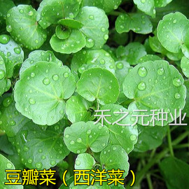 豆瓣菜种子西洋菜籽青菜种春夏季四季盆栽水芥菜野菜秋冬盆栽种孑