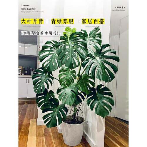 大叶龟客老桩龟背背竹桩物室内厅大型绿植植老办公室落地大号真花