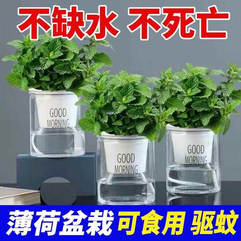 薄荷盆栽可食用水培柠檬薄荷叶好养迷迭香苗植物室内新鲜绿植
