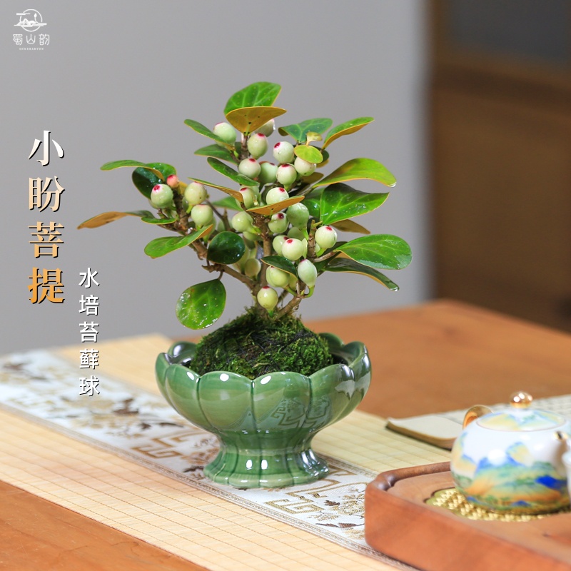 小盼菩提树水培植物带果室内盆栽中式禅意绿植盆景办公室桌面摆件