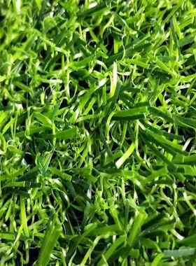 RER仿草真草坪地人造坪加密室内户台外阳垫绿色地毯进门垫