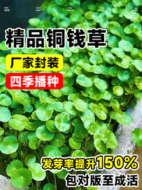 铜钱草草籽水培植物大叶，金钱草种子水养室内花卉，四季缸养碗莲睡莲