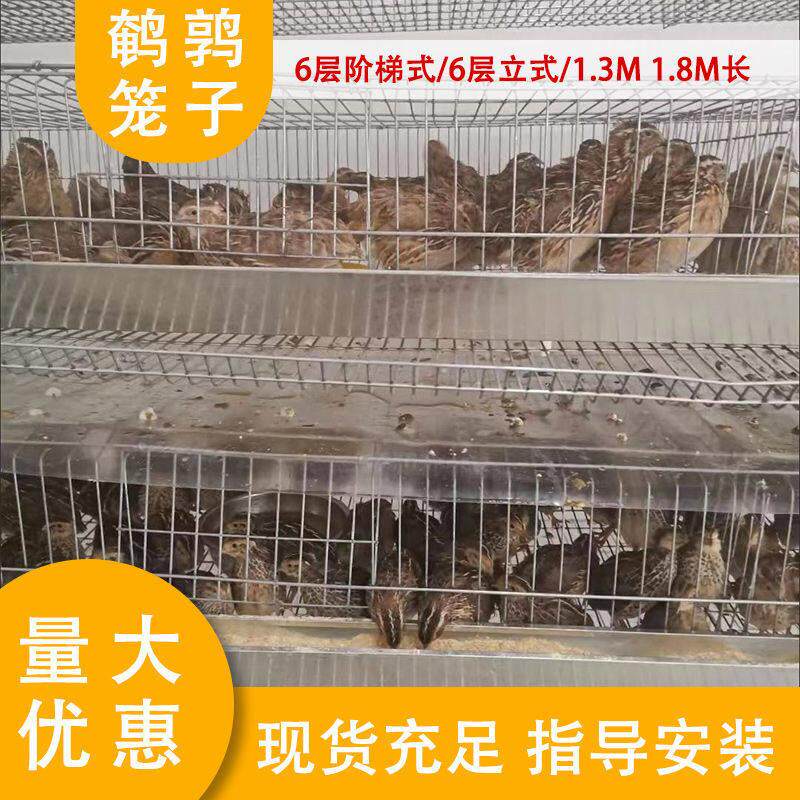 鹌鹑笼加粗加密自动滚蛋笼6层阶梯式立式养殖鹌鹑芦丁鸡大量