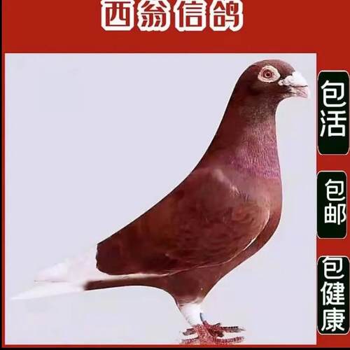 【国血红西翁】血统信鸽赛鸽家飞鸽红色西翁活物公母一对种鸽活体