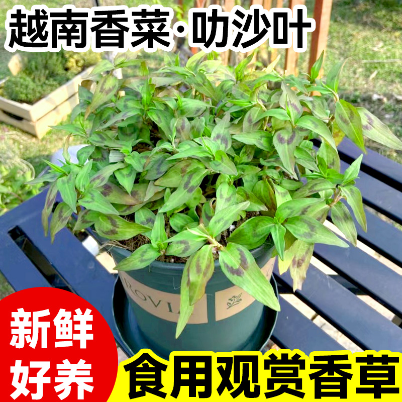 越南香菜苗盆栽芫荽食用香柳苗好养叻沙叶百里薄荷迷迭香草绿植