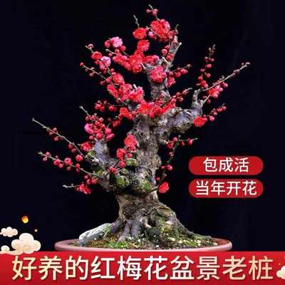梅花树苗红梅树苗原生红梅树苗庭院地栽盆栽树桩盆景红梅当年开花