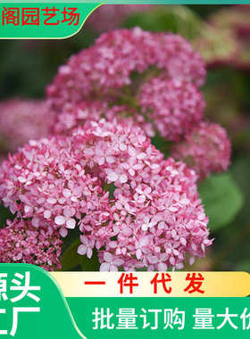 地耐寒阳台贝拉花绣粉色庭院栽盆栽安娜大球乔木花苗绣球
