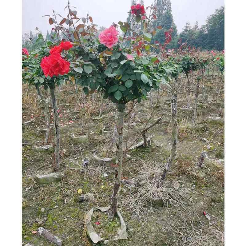 树桩月季 树状月季 棒棒糖月季 玫瑰 成都园林绿化苗木 造型植物