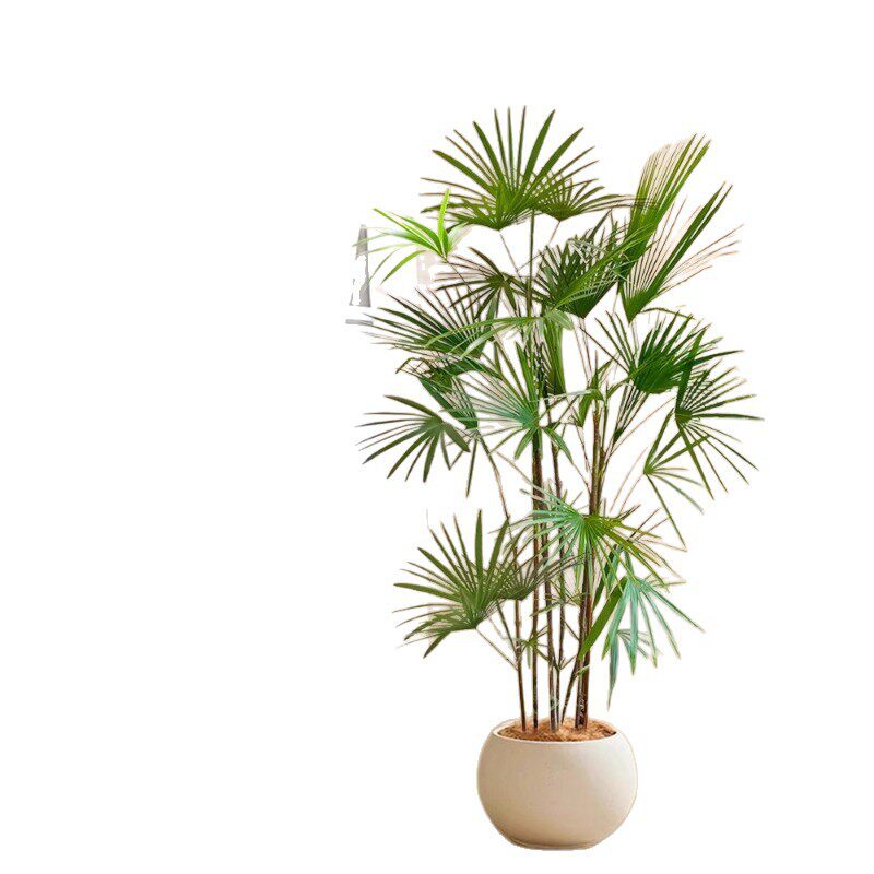 大型植物金山棕竹细叶客厅绿植竹子盆栽办公室内落地大号四季好养