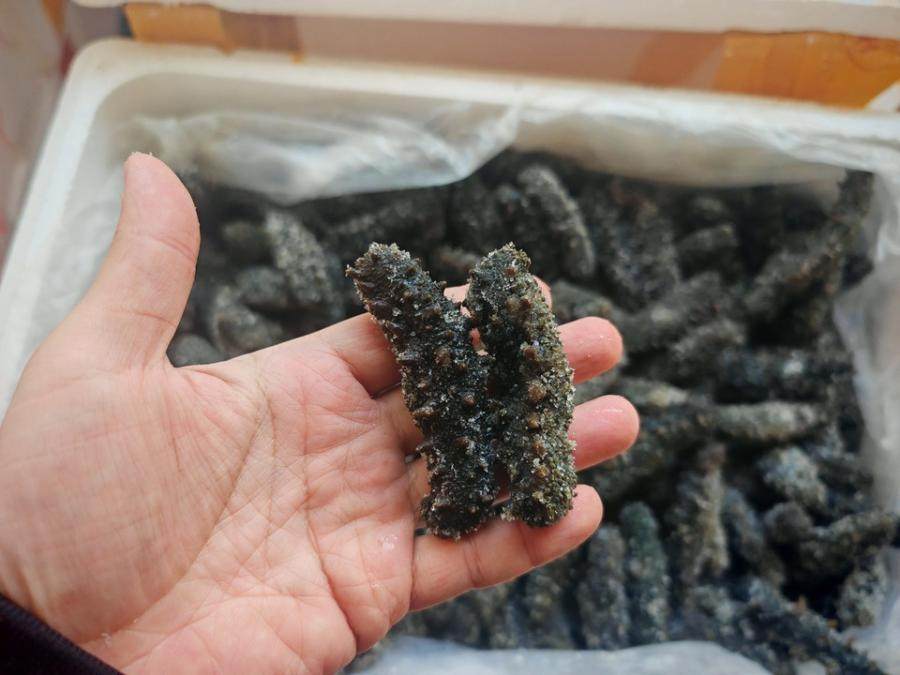 12月25日宁德质押拉缸盐海参1050公斤网络拍卖公告