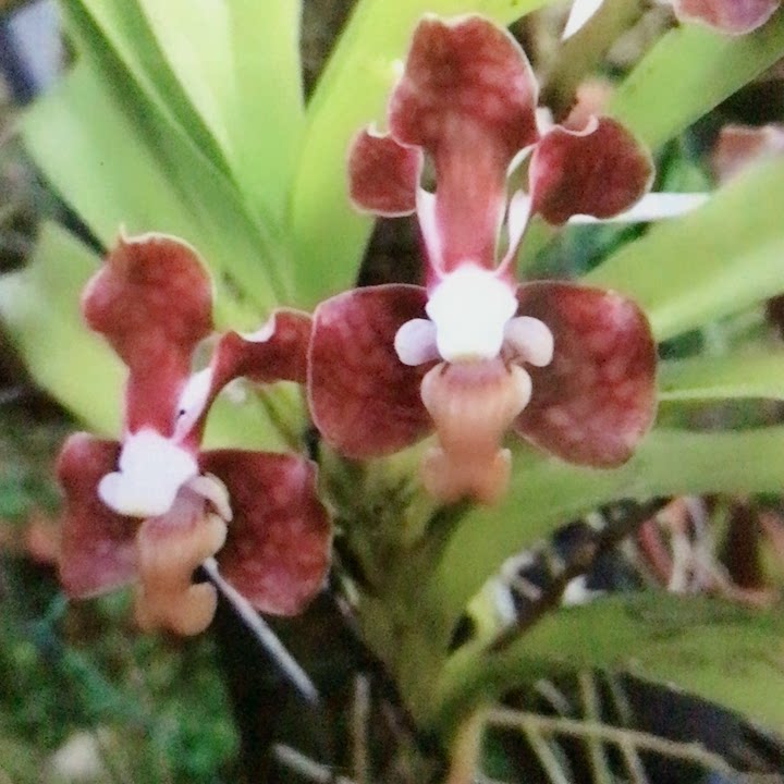 二师兄石斛苑拍卖琴唇万代兰一份