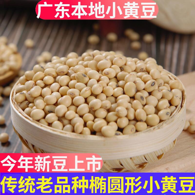 广东非转基因小黄豆 本地自种土黄豆打豆浆专用