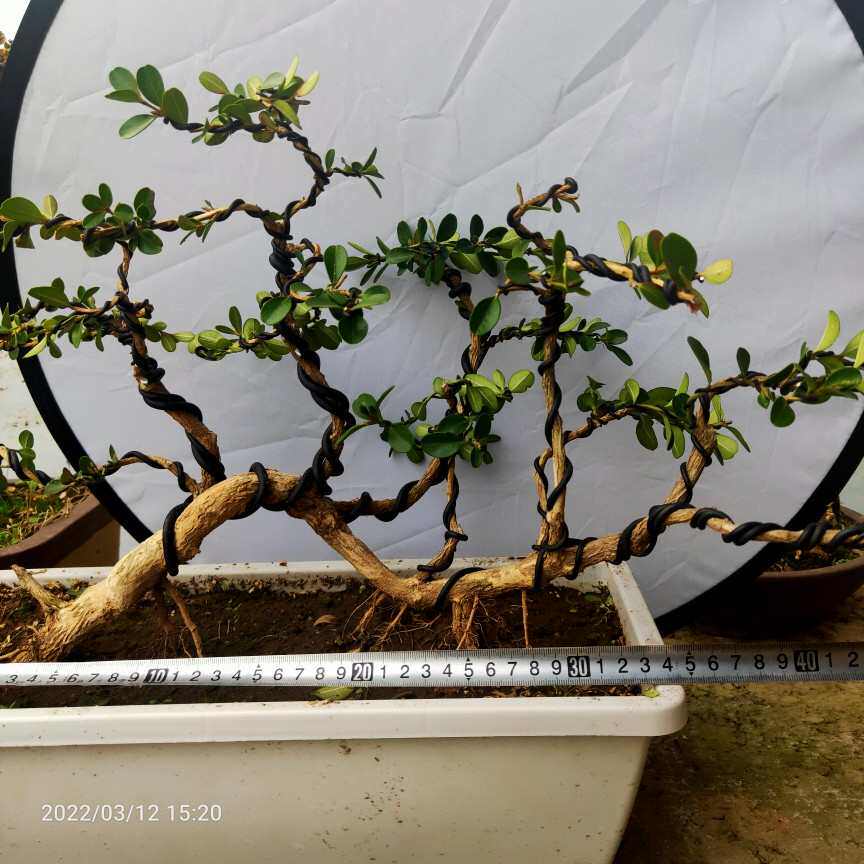 瓜子黄杨老桩盆景小叶白皮四季常青苏绿植过桥式怪桩丛林阳台庭院