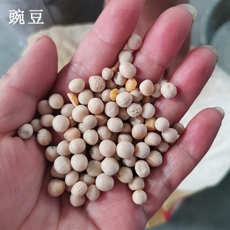 大产量白豌豆青仁豌豆脱皮机时产2吨豆类去皮机