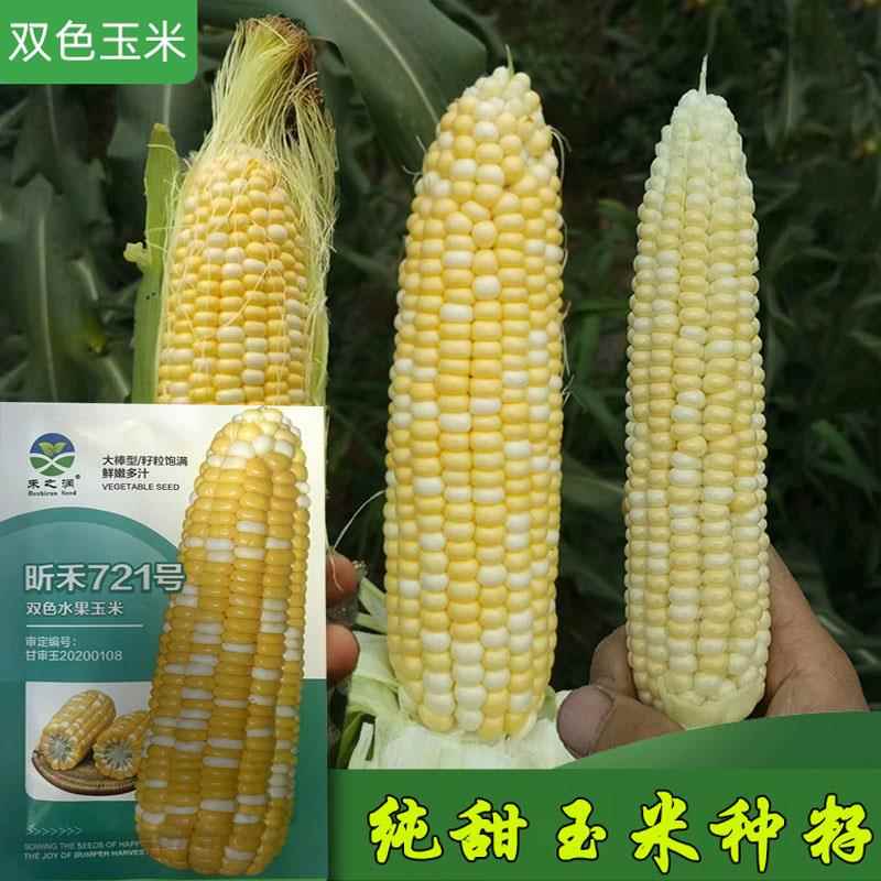 超甜水果玉米种籽生吃甜糯大棒四季大田可种甜玉米水果黄苞米种子