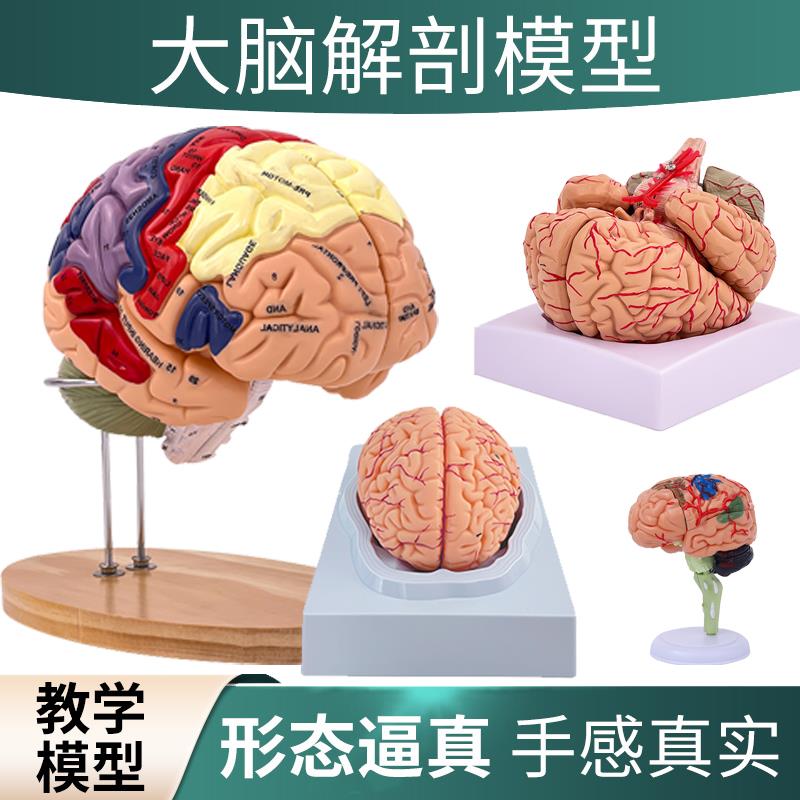 脑模型脑功能区域色分模型 人体大脑解剖 人脑动脉构造脑血管神经