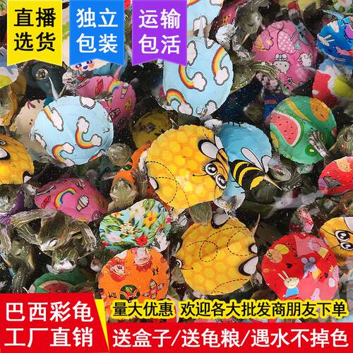 乌龟七彩小乌龟活体网红同款炫彩巴西彩龟龟观赏龟宠物龟彩色