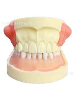M4030病理模型牙齿模型牙模型练习模型