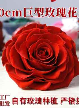 永生花玫瑰花头9-10cm单朵巨型diy花材礼盒情人节礼品花束