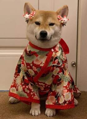 柴犬专用衣服日式和服风八嘎狗狗猫咪防掉毛小型犬薄款衣网红搞笑