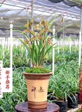翁源兰花建兰小桃红带花苞开花浓香好养室内花卉盆栽