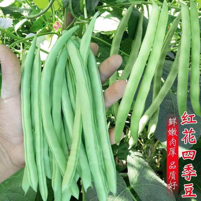 高产熟早有架四季豆种子爬藤四季播芸豆豆角种子红花无筋四季豆种
