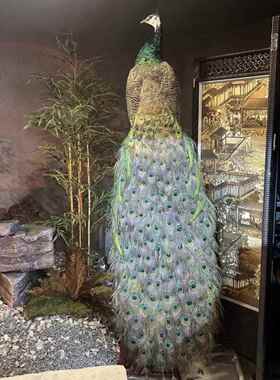 孔雀标本摆件客厅豪华装饰室内工艺礼品摆饰真实羽毛落地办公室精