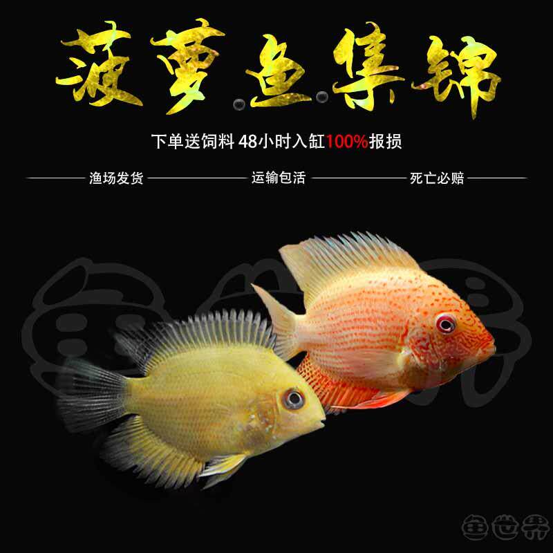 喷点菠萝鱼淡水活体热带鱼观赏鱼小型鱼苗金菠萝水族宠物好养易活