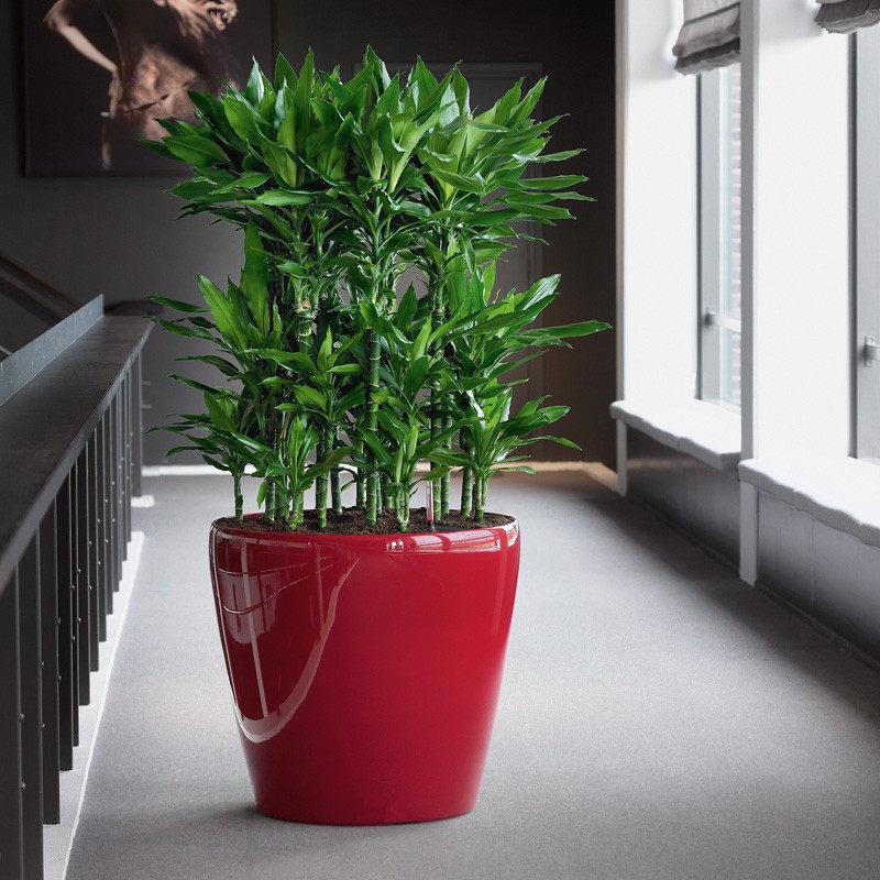 莱之秀智能懒人花盆自动吸水免浇水烤漆简约大号圆形塑料自动浇灌