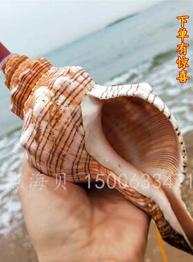 特大海螺口哨响螺号角天然贝壳工艺摆件创意旅游礼物儿童玩具吹号