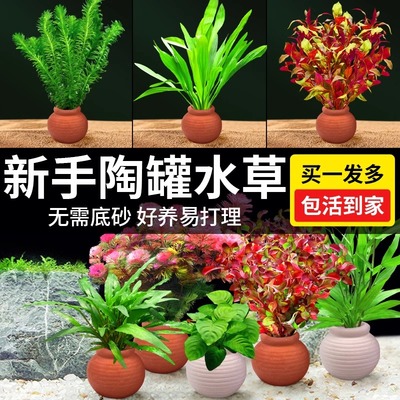水草鱼缸造景摆件增氧阴性水培榕绿菊蜈蚣草净水定植陶罐水草套餐