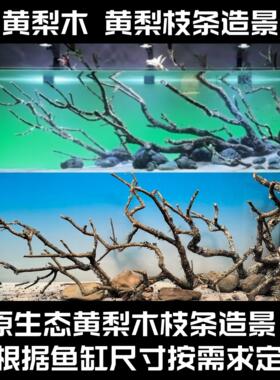 黄梨木造景黄梨枝鱼缸原生缸造景枝杈生态缸沉木骨架草缸枝条飘枝