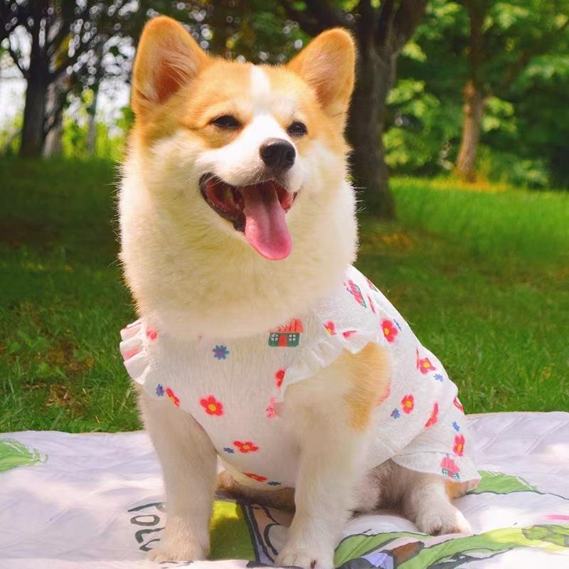 猫衣服夏天薄款猫猫夏天吊带新品透气两脚衣银渐层猫外出猫咪裙子