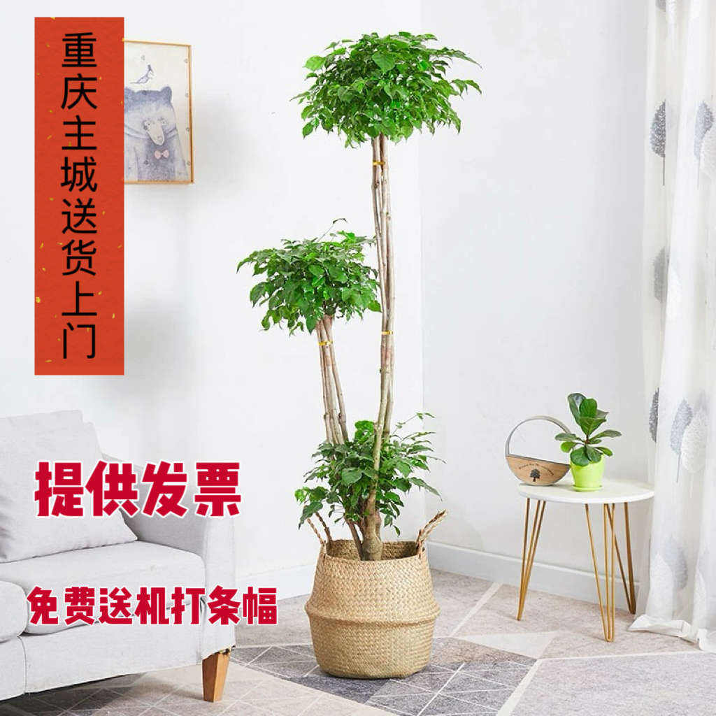 三杆幸福树盆栽室内客厅除甲醛大型树桩盆景多头三球型绿宝树植物
