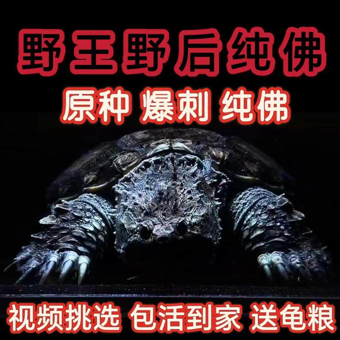 高端佛鳄猛鳄龟宠物 纯佛鳄龟 野后纯 原种纯佛 活体宠物观赏宠物