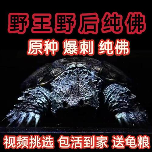 高端佛鳄猛鳄龟宠物 纯佛鳄龟 野后纯 原种纯佛 活体宠物观赏宠物