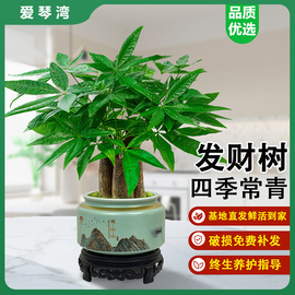 发财树小盆栽室内植物水培客厅，招财摆件花卉，绿植盆景好养易活