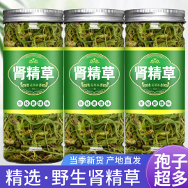 肾精草黄金草嗷嗷叫东北长白山野生肾精草，泡水喝化石草肾经草